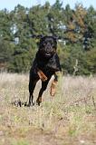 ROTTWEILER 118